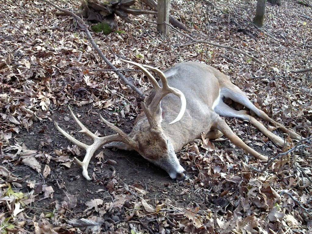 buck.jpg
