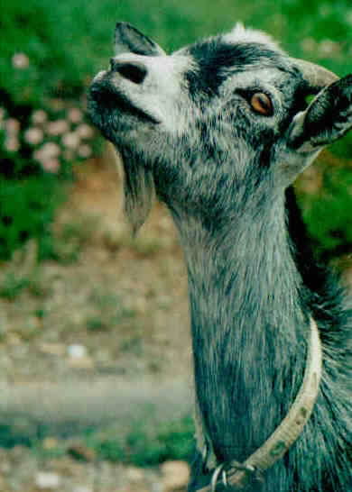 goat1.jpg