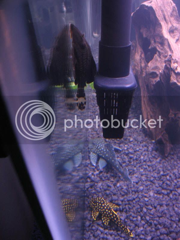 plecos006.jpg