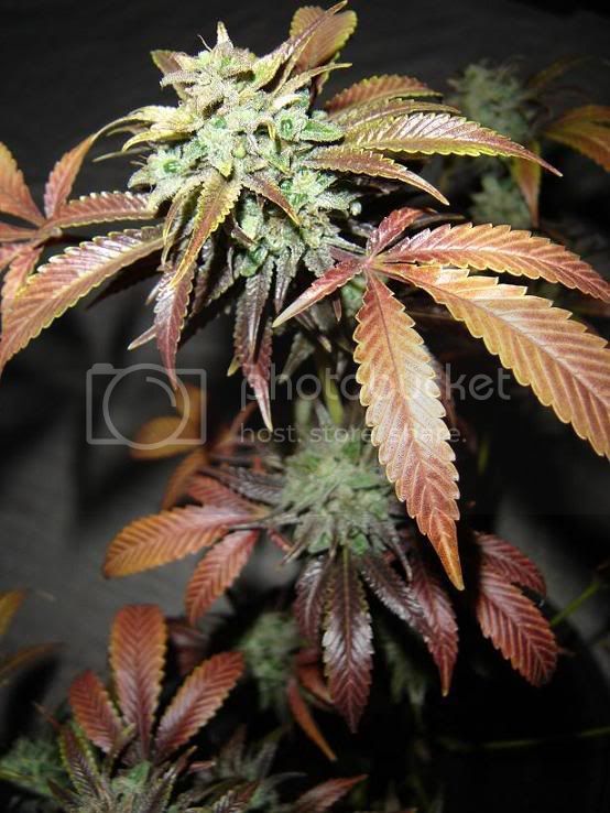 plant.jpg
