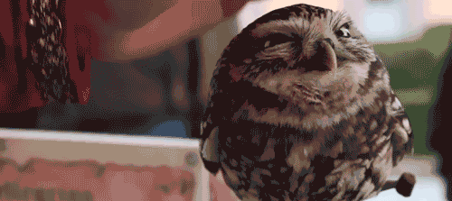 E1Zal.gif