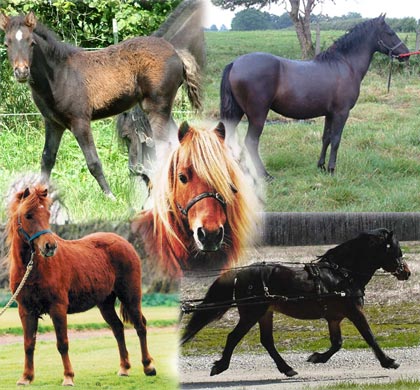 KerryBogPonies.jpg