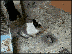 gz4hy.gif