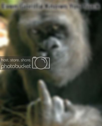 gorilla_middle_finger11.jpg