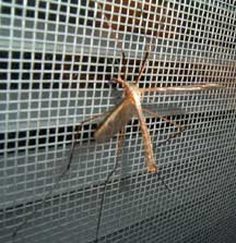 cranefly_evan.jpg