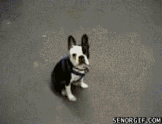 4SpxF.gif