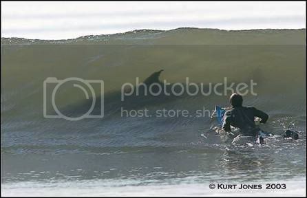 shark_surfer.jpg