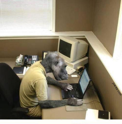 computer_monkey5B15D.jpg