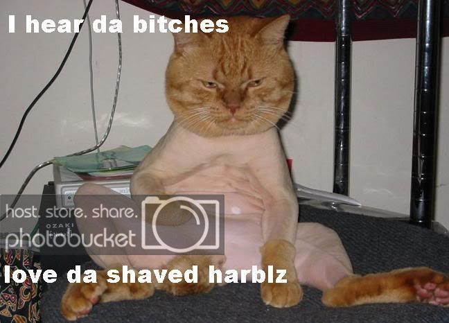 mad_kitty.jpg