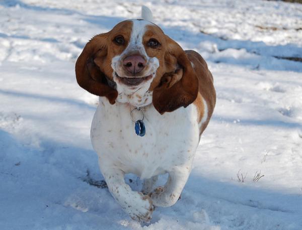 basset-hound-running-8.jpg