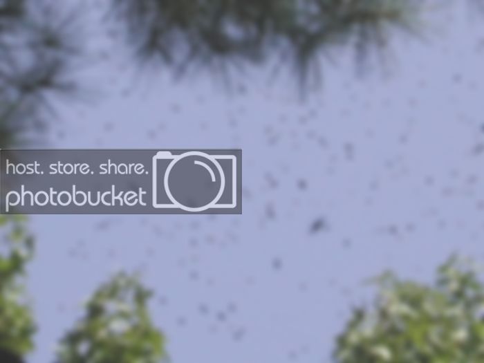 swarm.jpg
