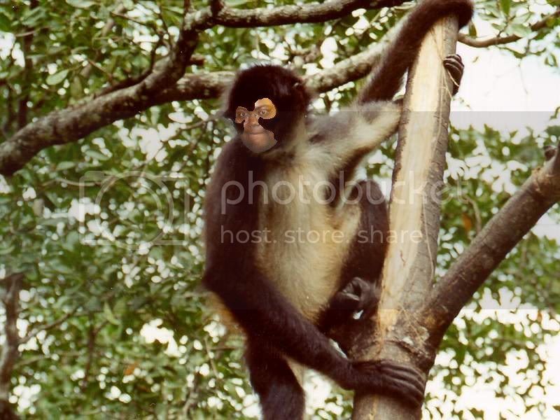 BlazerMonkey.jpg
