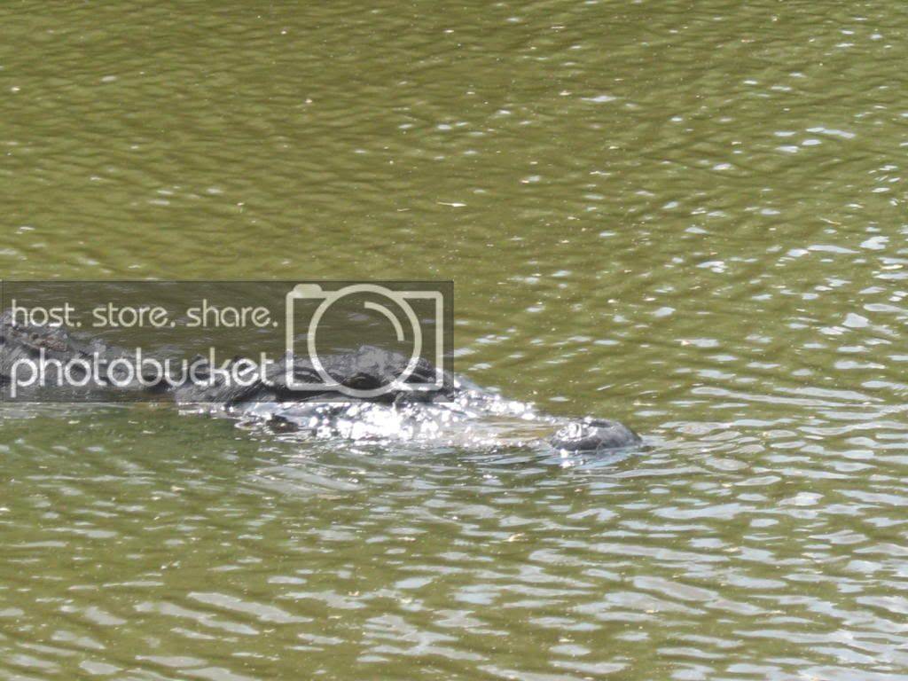 gator022.jpg