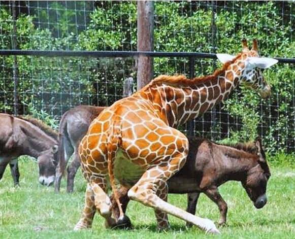 humpdaygirafe_mule.jpg