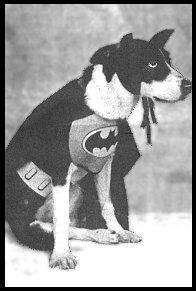 Batdog.jpg