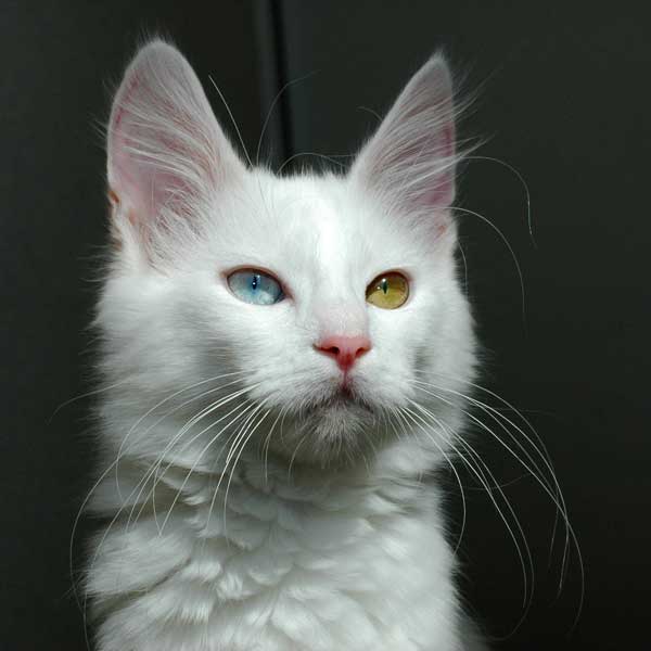 Odd-eyed_Turkish_Angora_cat_-_20080830.jpg