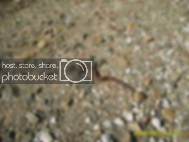 snake001.jpg