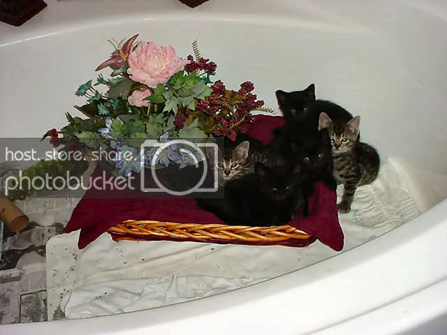shebaskittens640x480.jpg