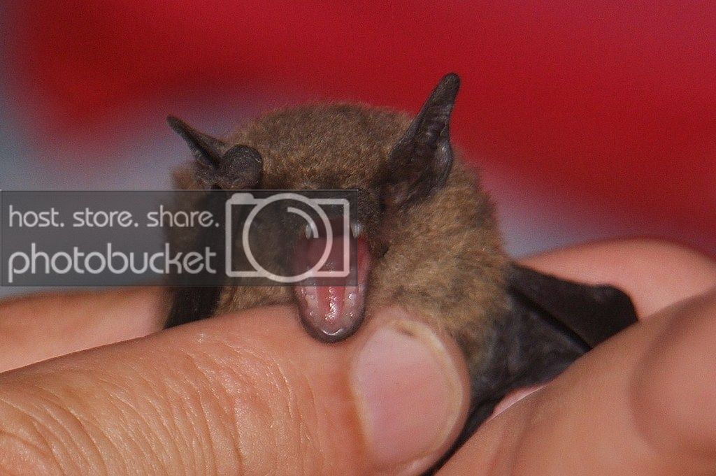 bat-005_zpsjhnof1rb.jpg