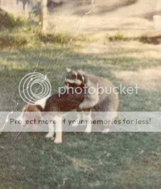 PoorDoggie.jpg