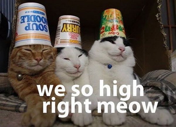 we-so-high-right-meow.jpg