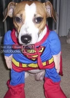 superman-puppy.jpg