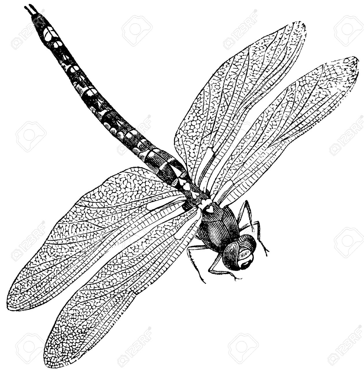 14128387-Vintage-engraved-illustration-of-a-dragonfly-isolated-against-white--Stock-Illustration.jpg